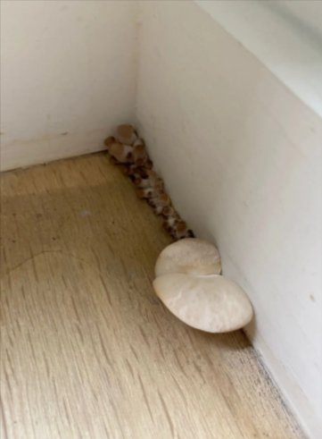 Floor Mushroom 