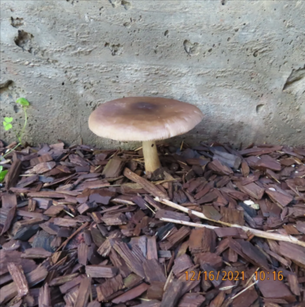 Mushroom 